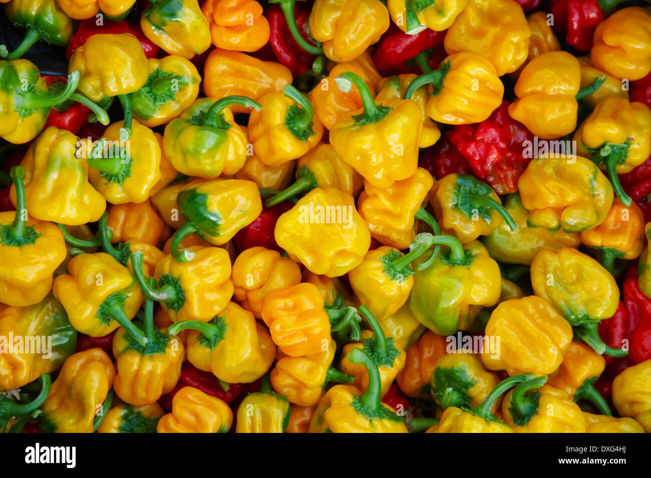 Telaio completo di Scotch Bonnet Peperoncino Piccante Foto Stock