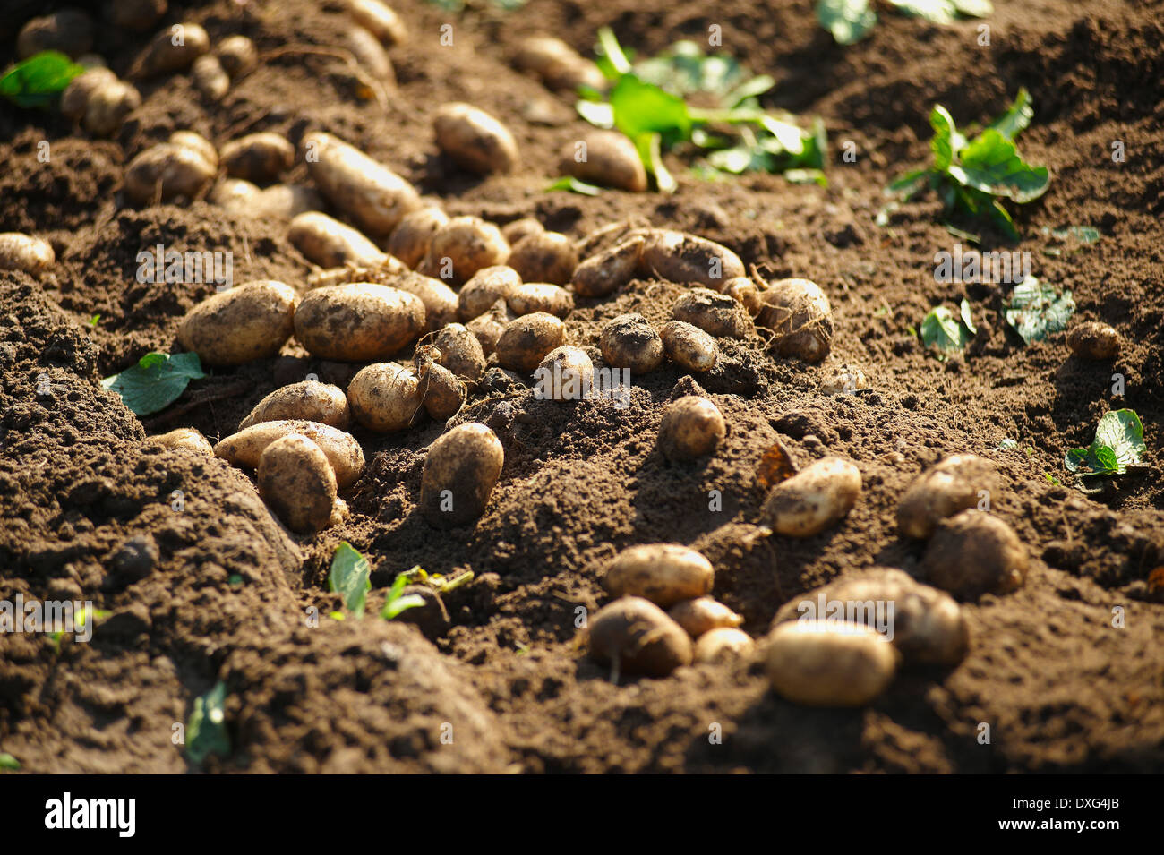 Appena scavato Jersey Royal patate in giardino Foto Stock