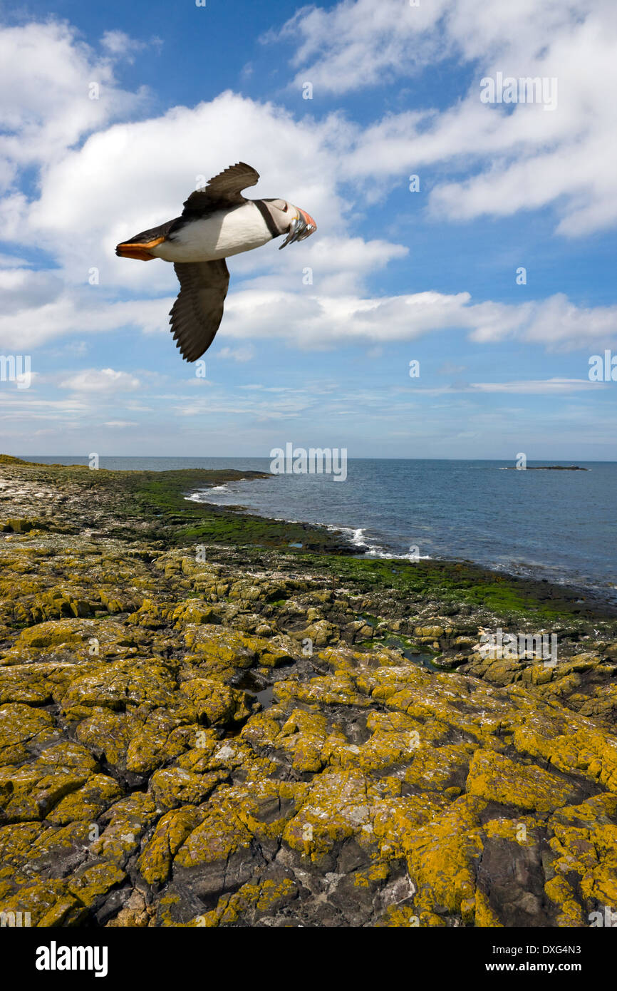 I puffini (Fratercula arctica) - Isole farne Foto Stock