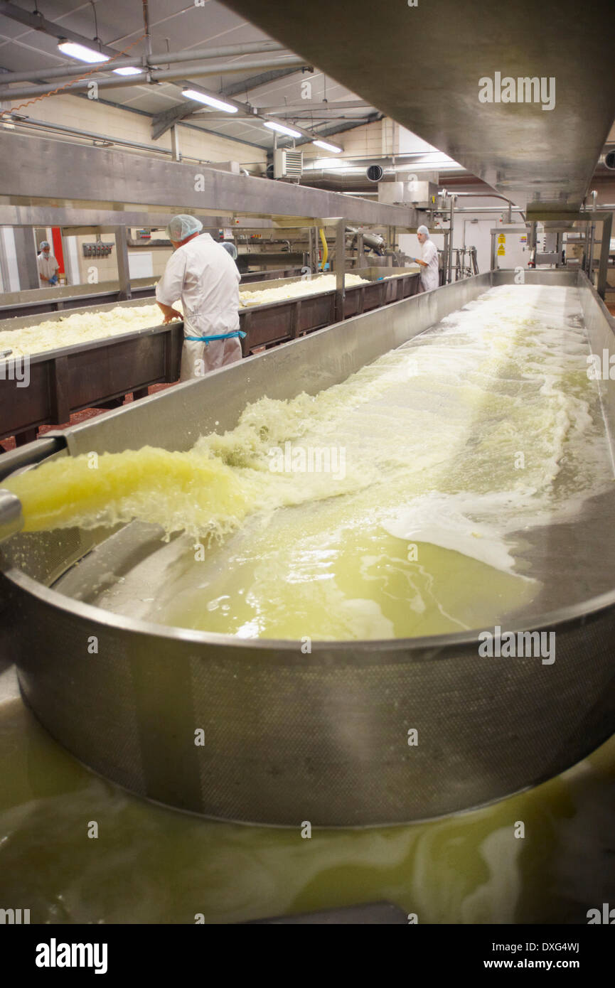 Interno della fabbricazione del formaggio fabbrica con i lavoratori Foto Stock