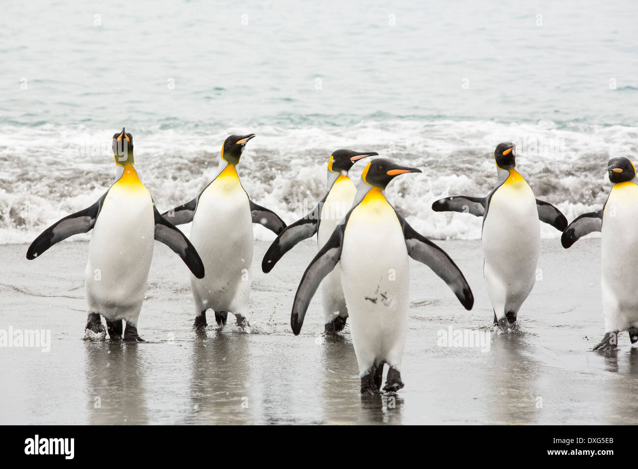 Re pinguini emege da un viaggio di pesca fuori per vedere sulla spiaggia nel mondo secondo re più grande colonia di pinguini sulla Piana di Salisbury, Georgia del Sud, Oceano Meridionale. Foto Stock