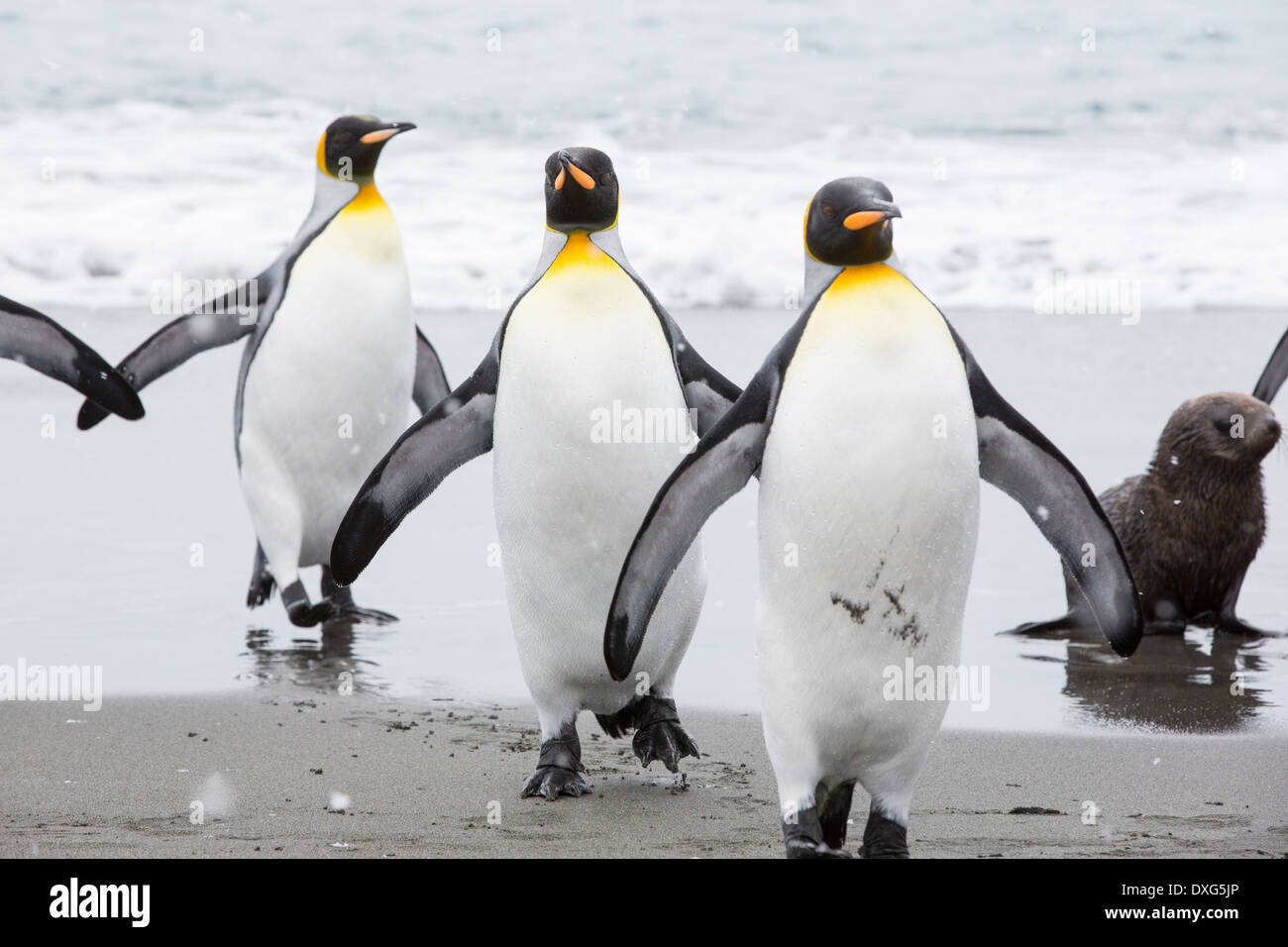 Re pinguini emege da un viaggio di pesca fuori per vedere sulla spiaggia nel mondo secondo re più grande colonia di pinguini sulla Piana di Salisbury, Georgia del Sud, Oceano Meridionale. Foto Stock
