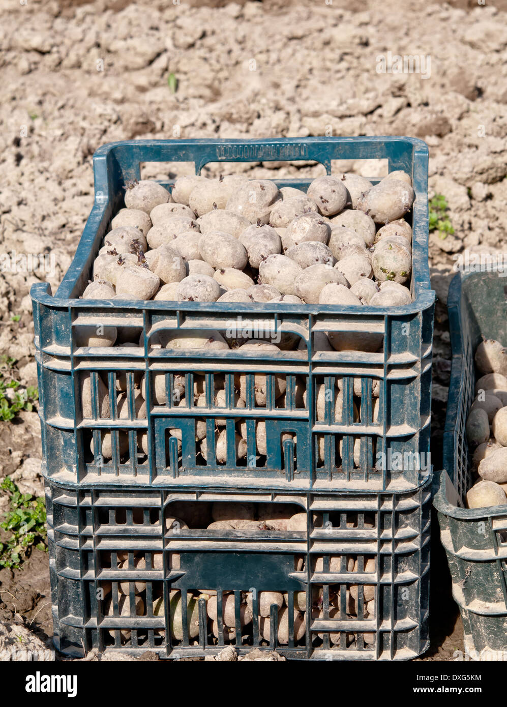 Tuberi seme di patate nella casella n. Close up Foto Stock