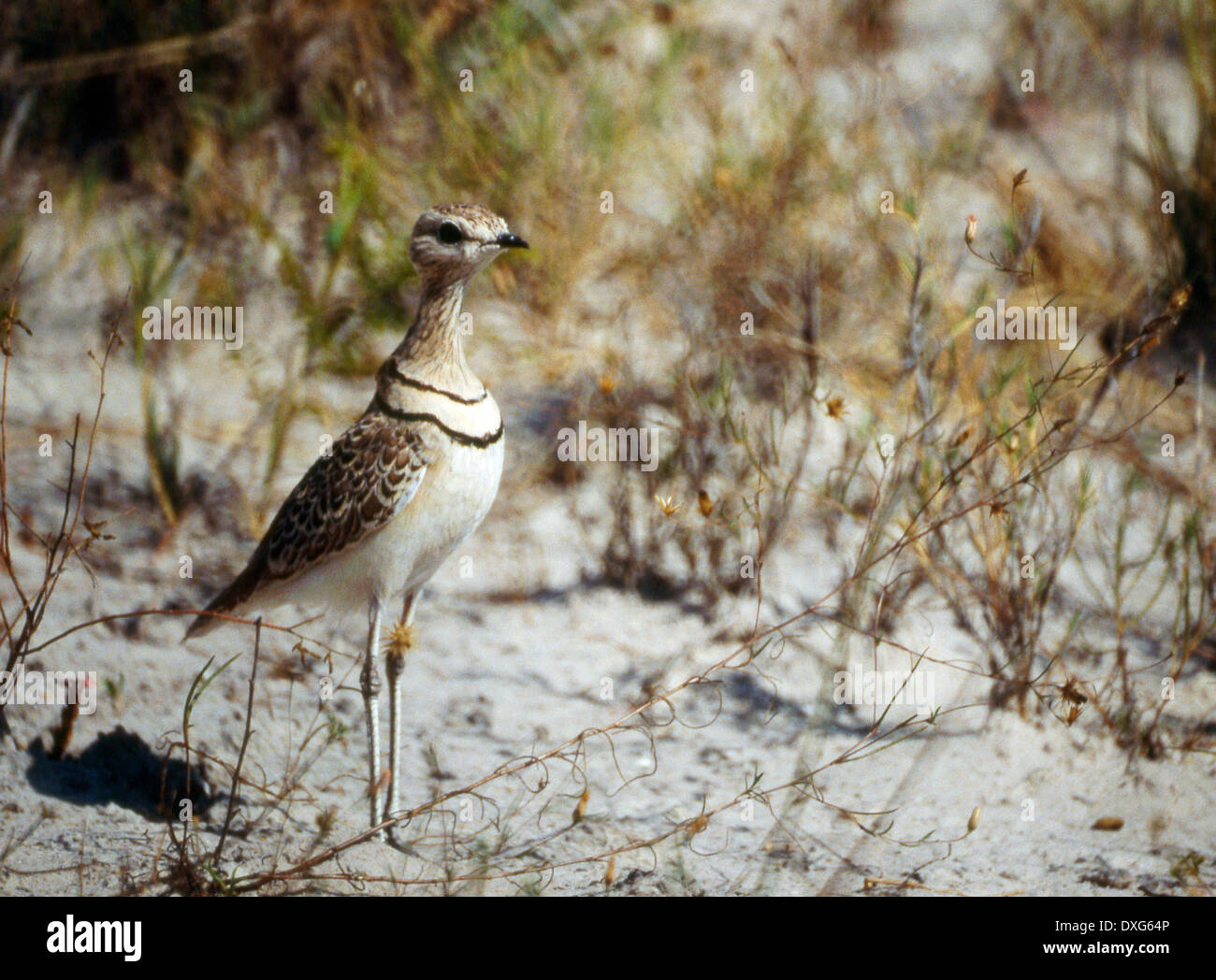 Doppia Courser nastrati, Nxai Pan, Botswana Foto Stock