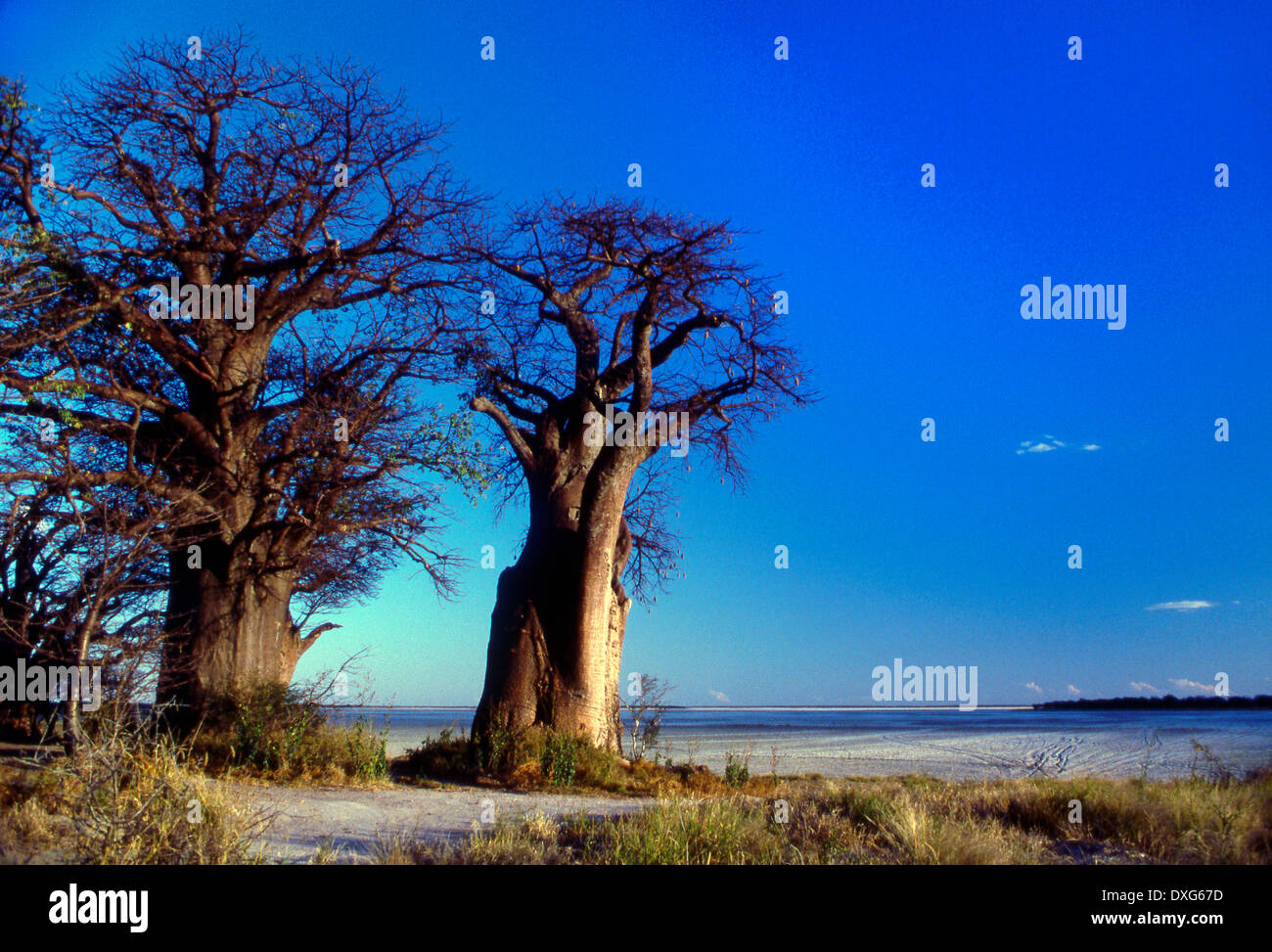 Baines baobab, Kudiakam Pan, Botswana Foto Stock