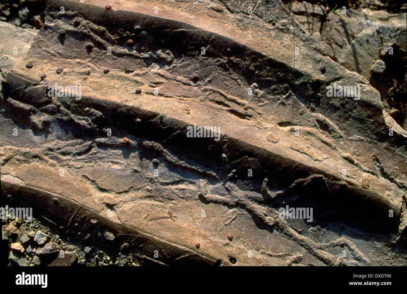 Tracce fossili di animali in attività fossilizzato ondulazioni di sabbia Foto Stock