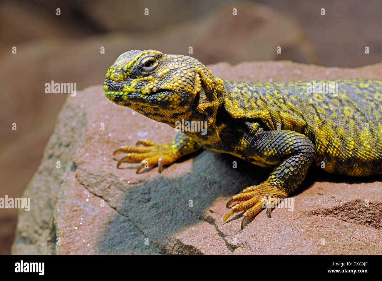 Nord Africano o centrali sahariani spinoso-tailed Lizard (Acanthurus Uromastyx), Nord Africa Foto Stock
