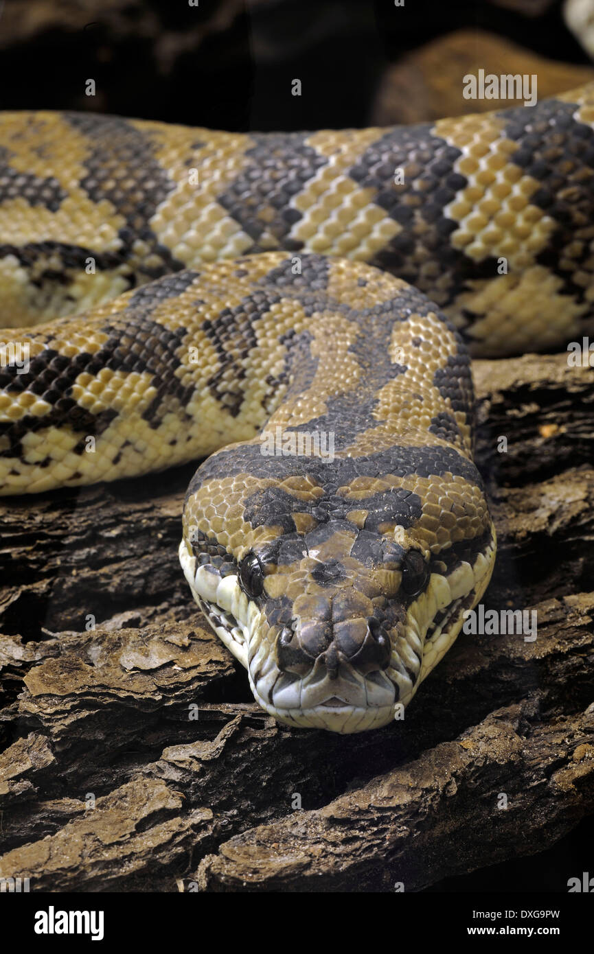 Tappeto python (Morelia spilota variegata), Nuova Guinea, Oceania Foto Stock