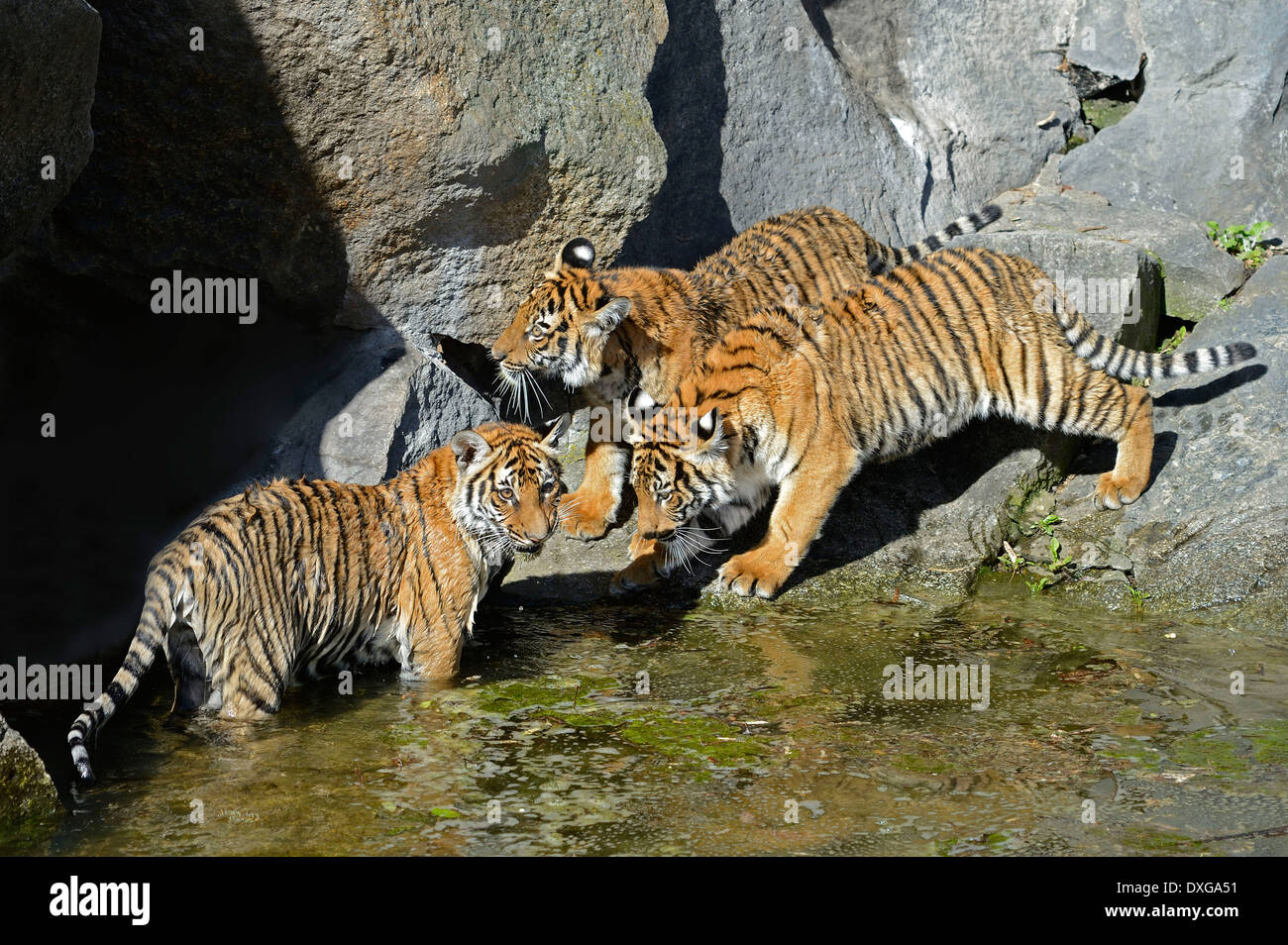 Tigri indocinese, Corbett Tigri (Panthera tigris corbetti), avannotti Foto Stock