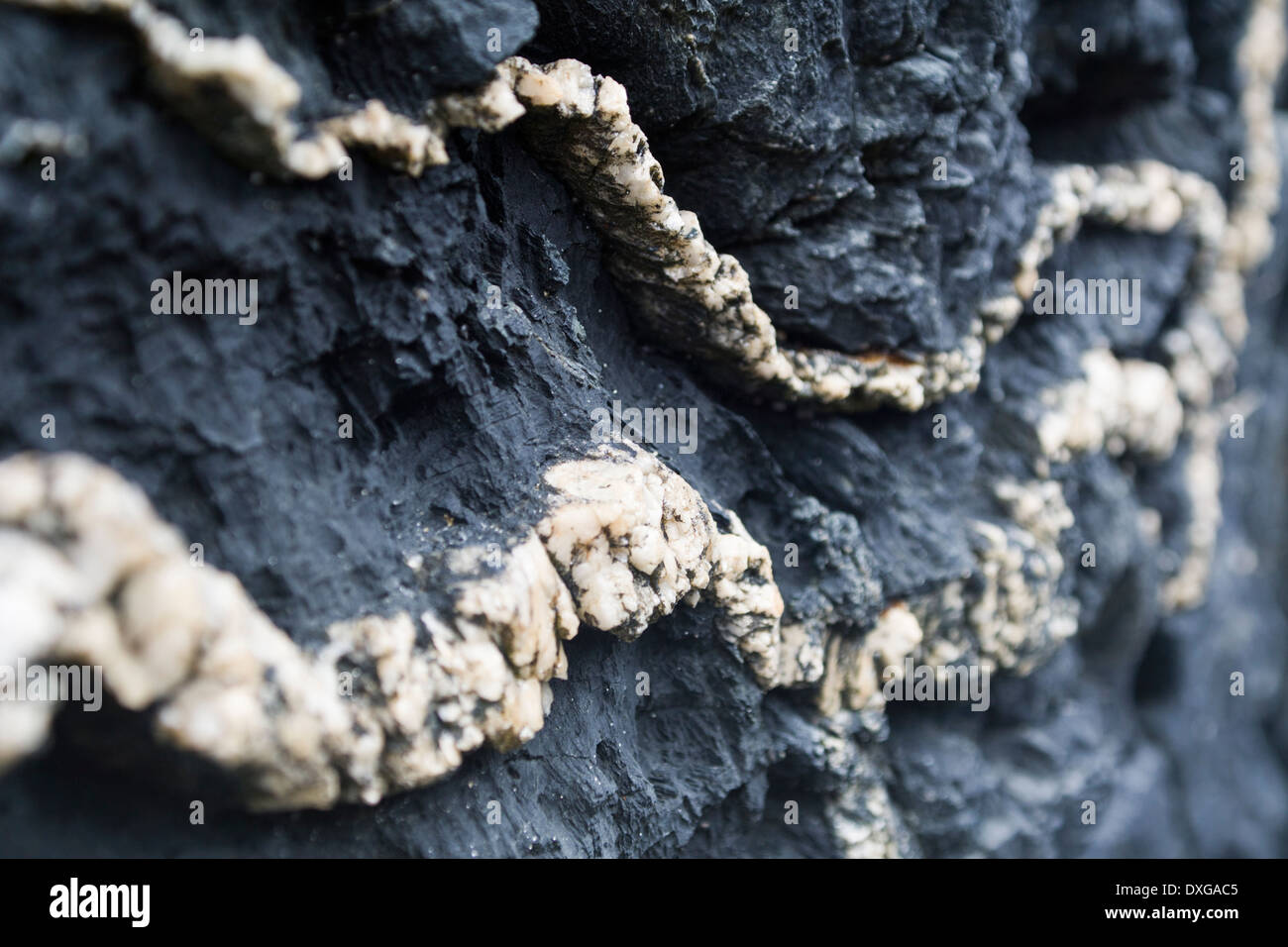 In prossimità delle linee di quarzo nero in rocce metamorfiche del complesso Rhinns, Saligo Bay, Isle of Islay, Scozia Foto Stock