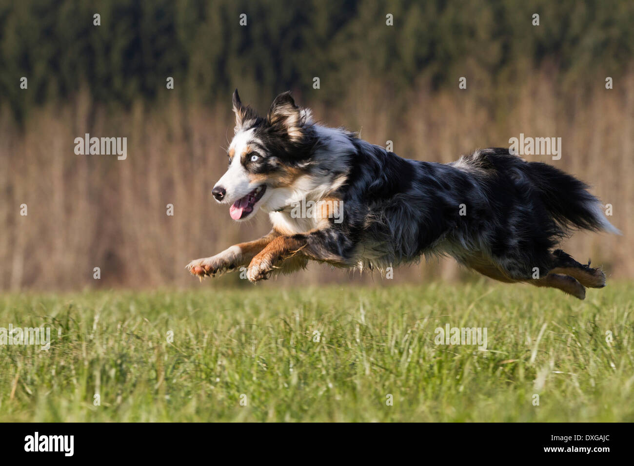Pastore australiano cane, in esecuzione su un prato, Austria Foto Stock