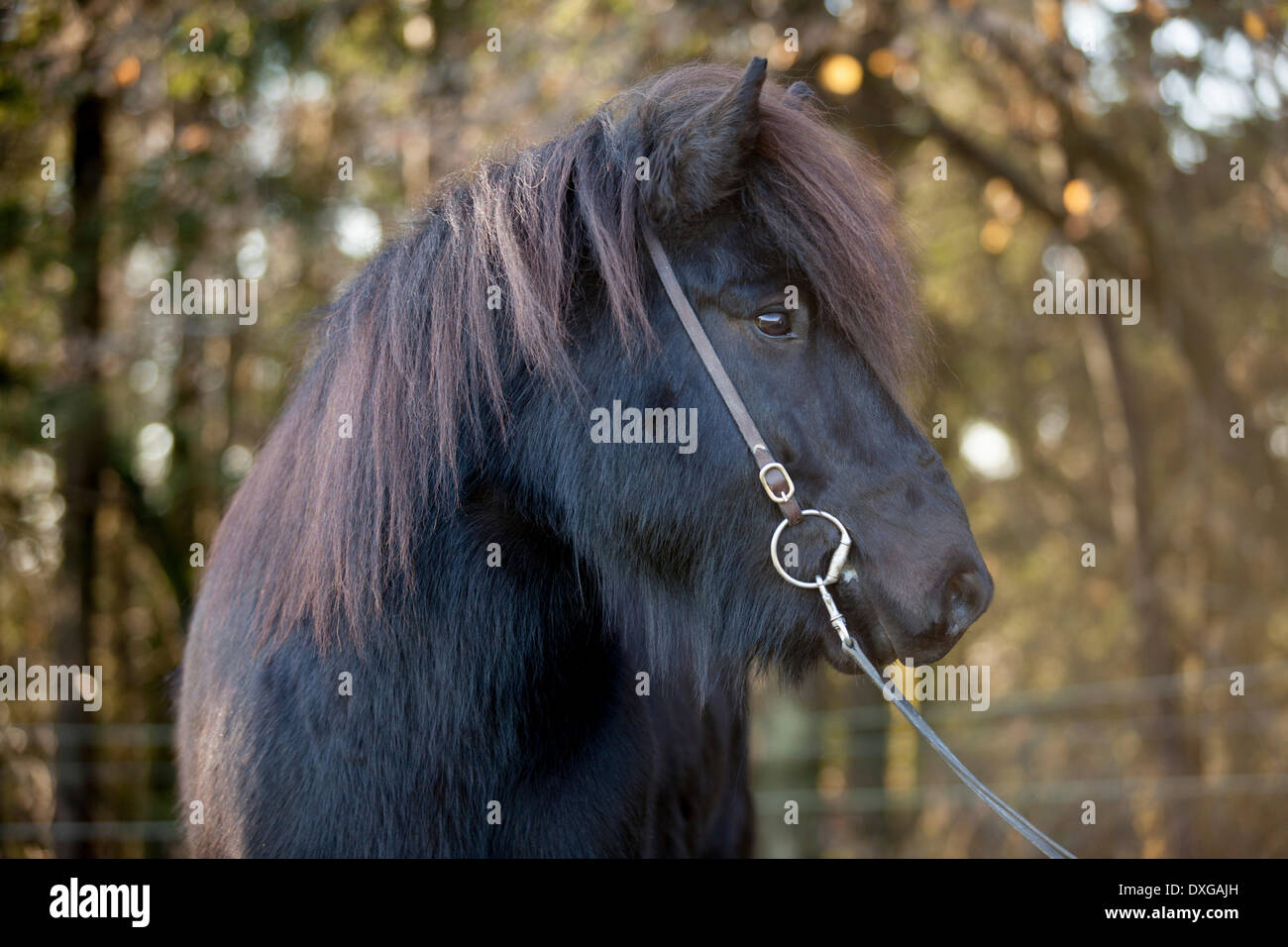 Nero cavallo islandese, castrazione, Austria Foto Stock