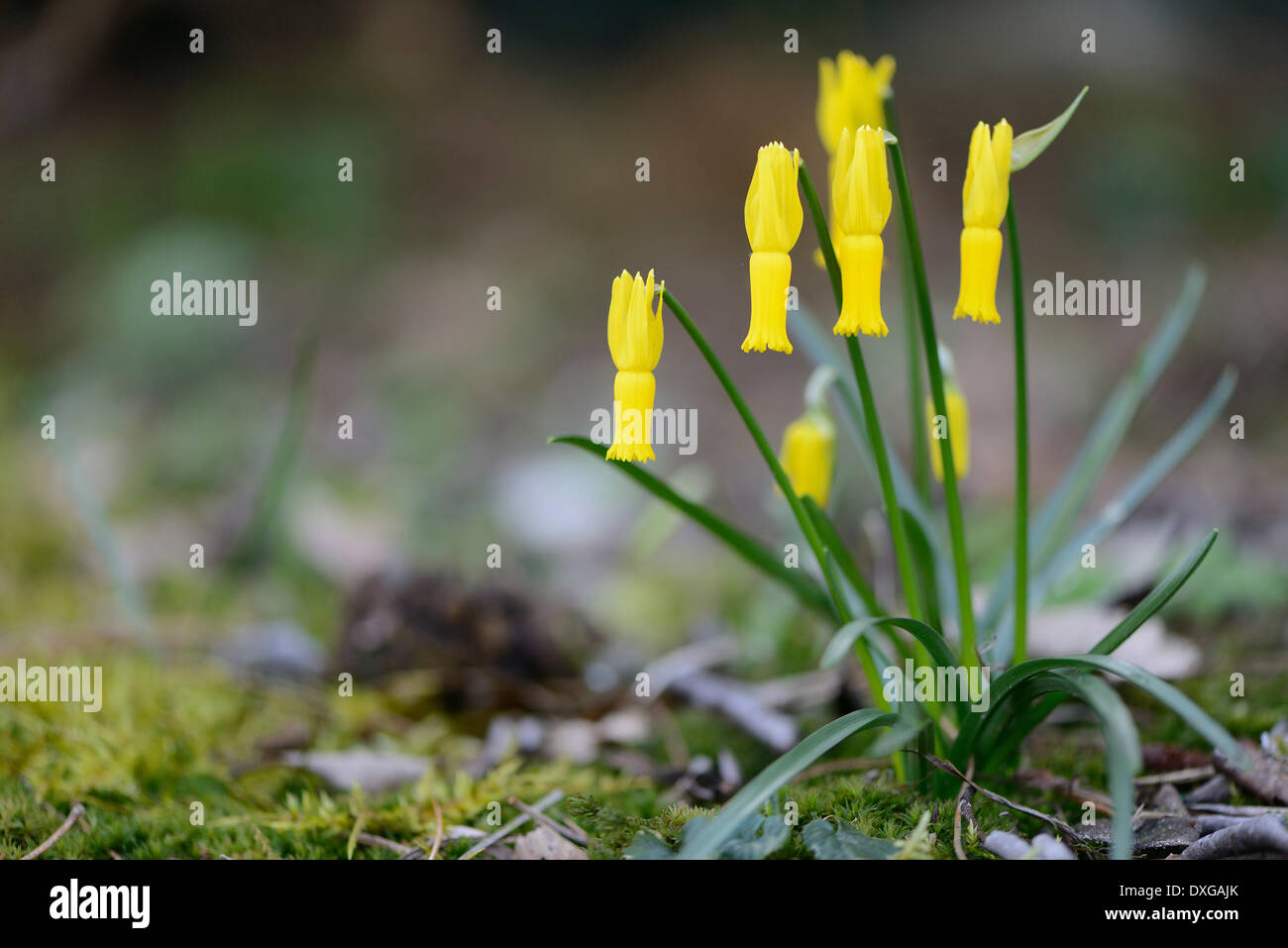 Ciclamino a fiore Daffodil (Narcissus cyclamineus), regione di Emsland, Bassa Sassonia, Germania Foto Stock