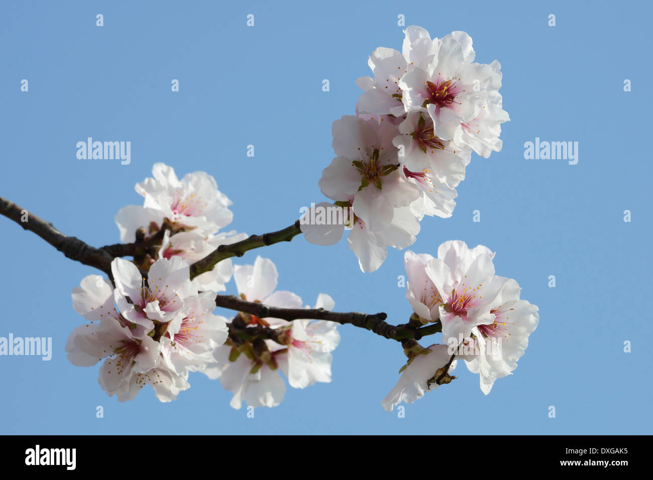 Almond Tree (Prunus dulcis), fiorisce, Renania-Palatinato, Germania Foto Stock