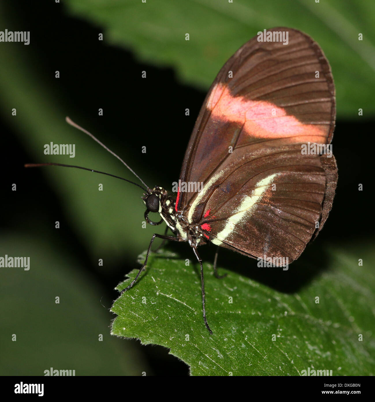 Portalettere farfalla o portalettere comune (Heliconius melpomene :), 20 immagini in varie forme ibride Foto Stock