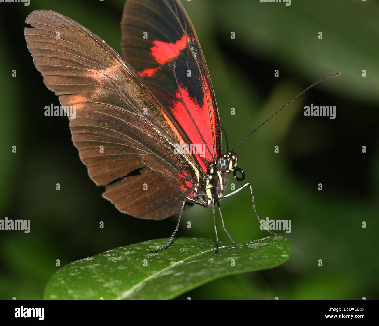Portalettere farfalla o portalettere comune (Heliconius melpomene :), tutti rossi ibrido, ali aperto a metà Foto Stock