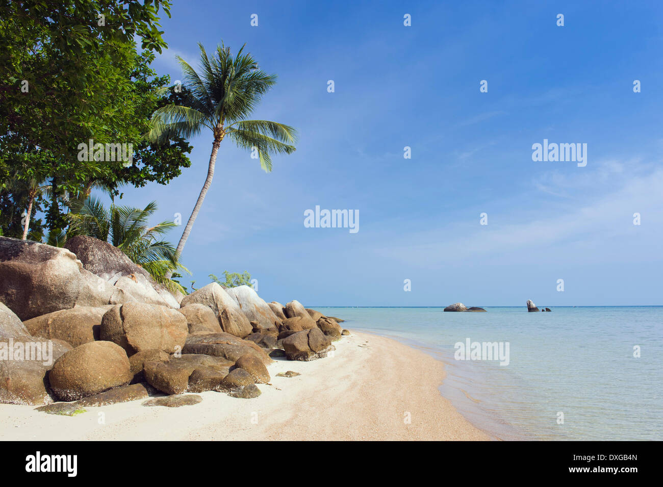 Spiaggia con palme, Lamai Beach, Koh Samui, Thailandia Foto Stock