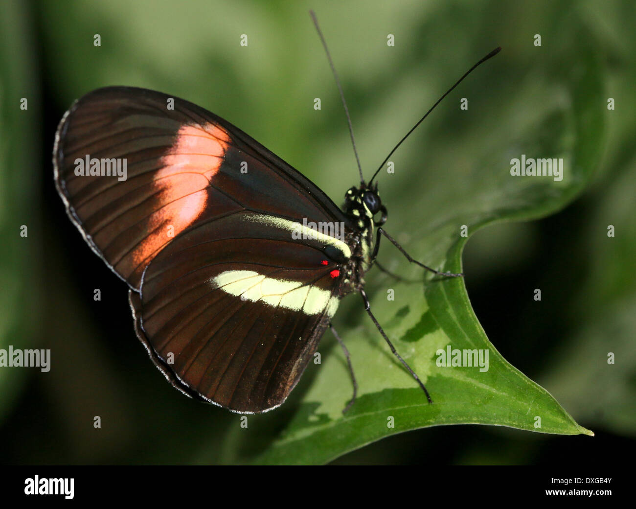 Portalettere farfalla o portalettere comune (Heliconius melpomene :), 20 immagini in varie forme ibride, ali chiuso Foto Stock