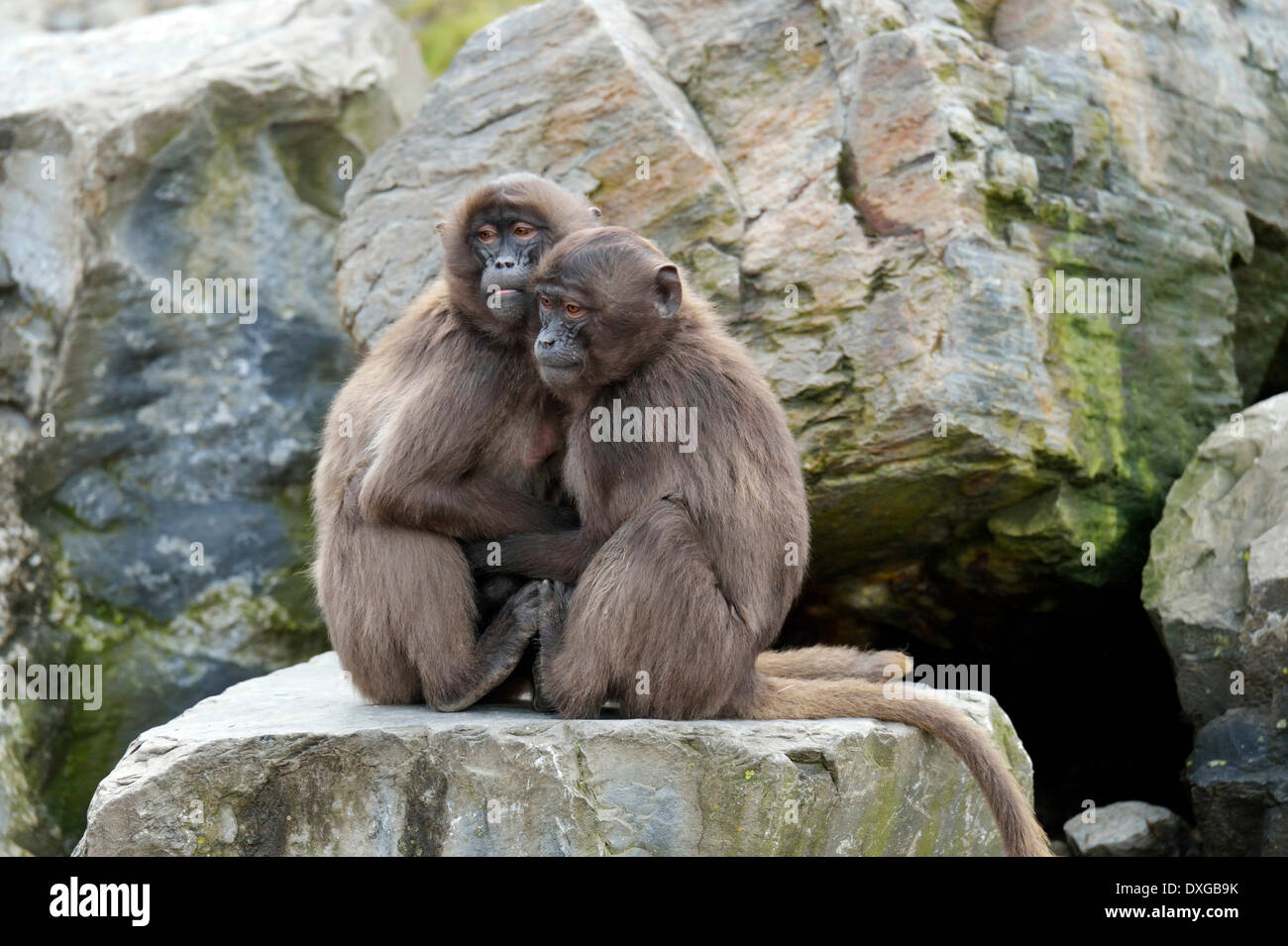 Geladas (Theropithecus gelada), animali giovani, lo Zoo di Zurigo, Svizzera Foto Stock