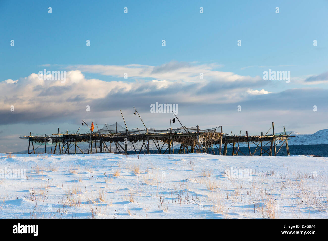 Rack per merluzzo bianco secco, vicino a Skallelv, Vadsø, Finnmark, Norvegia Foto Stock