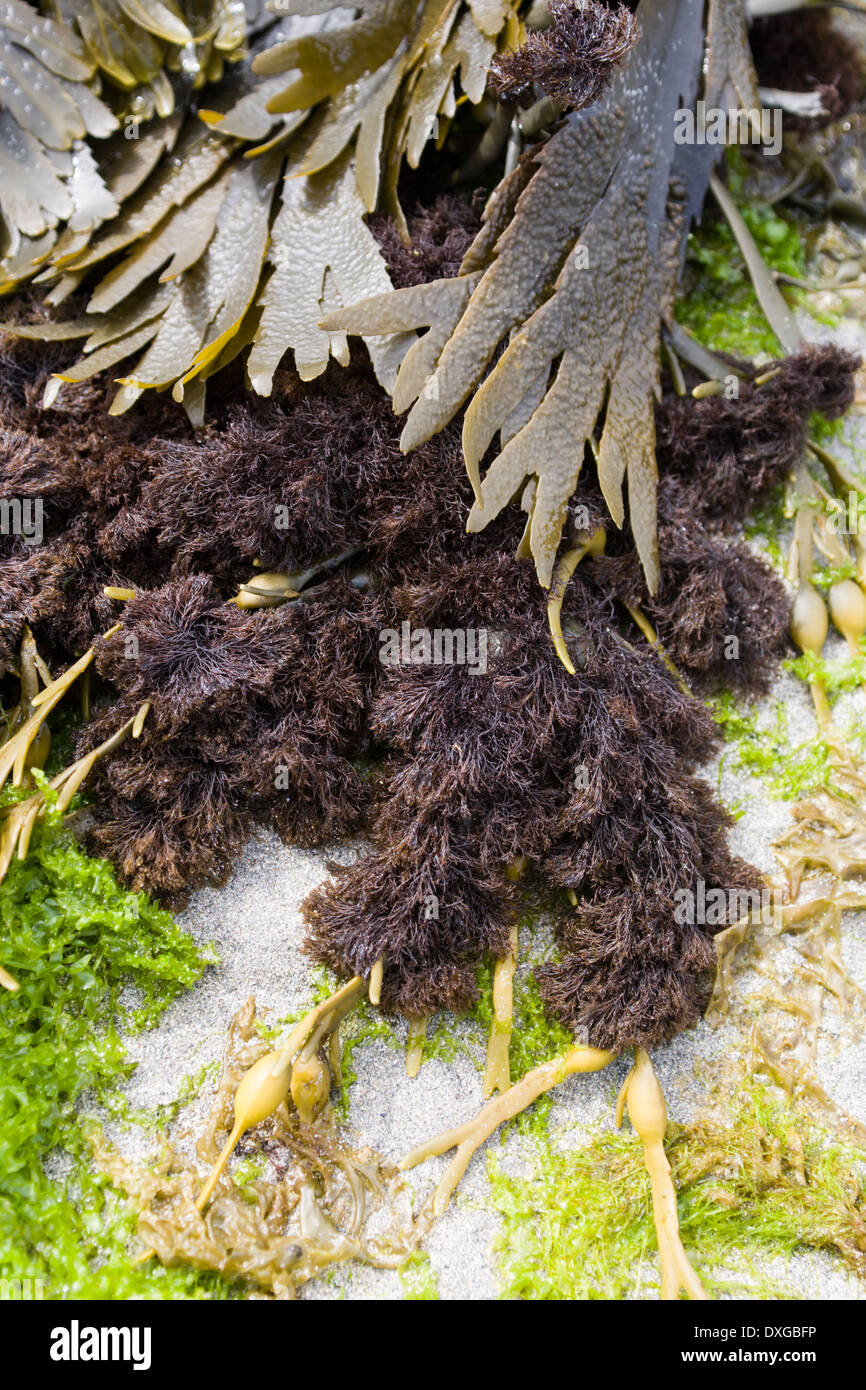 Wrack dentata (Fucus serratus) e Hornweed (Ceramium sp.), Islay, Scozia Foto Stock