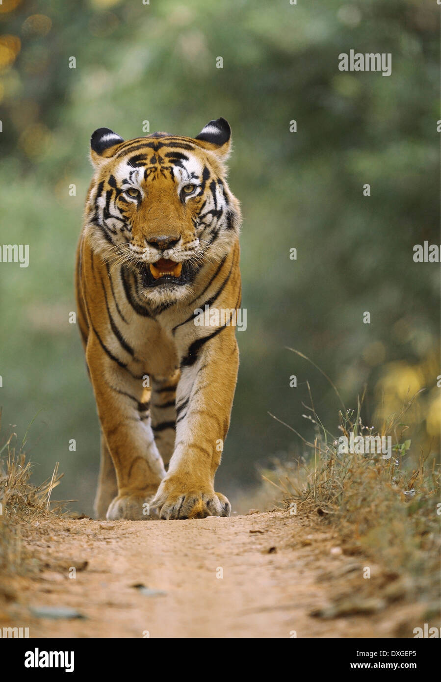 Tigre maschio 'Munna', identificato da un motivo a strisce sulla fronte che assomiglia alla parola 'cat', camminando su un veicolo via, Kanha Foto Stock