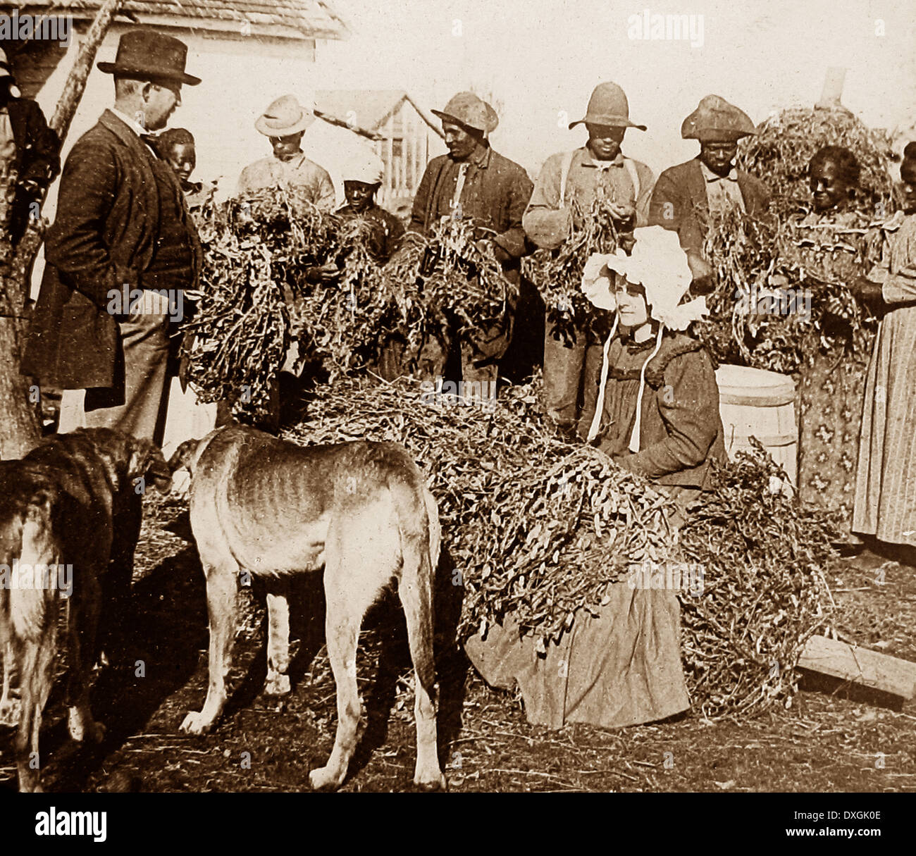 La raccolta di semi di arachide Arkansas USA primi 1900s Foto Stock