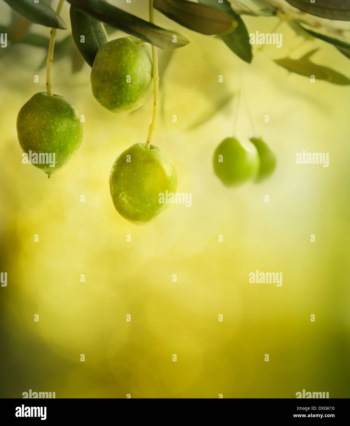 Olive fresche sul background di design Foto Stock