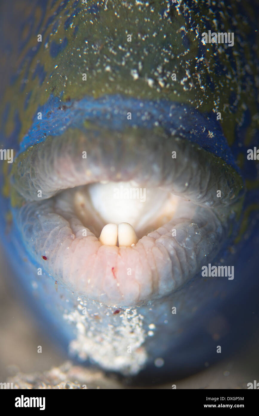 Pesci balestra blu (Pseudobalistes fuscus) Foto Stock