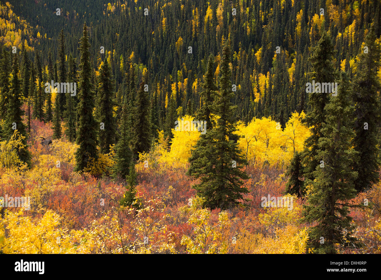 Colore di autunno sulla sommità del mondo autostrada, Yukon Territori, Canada Foto Stock