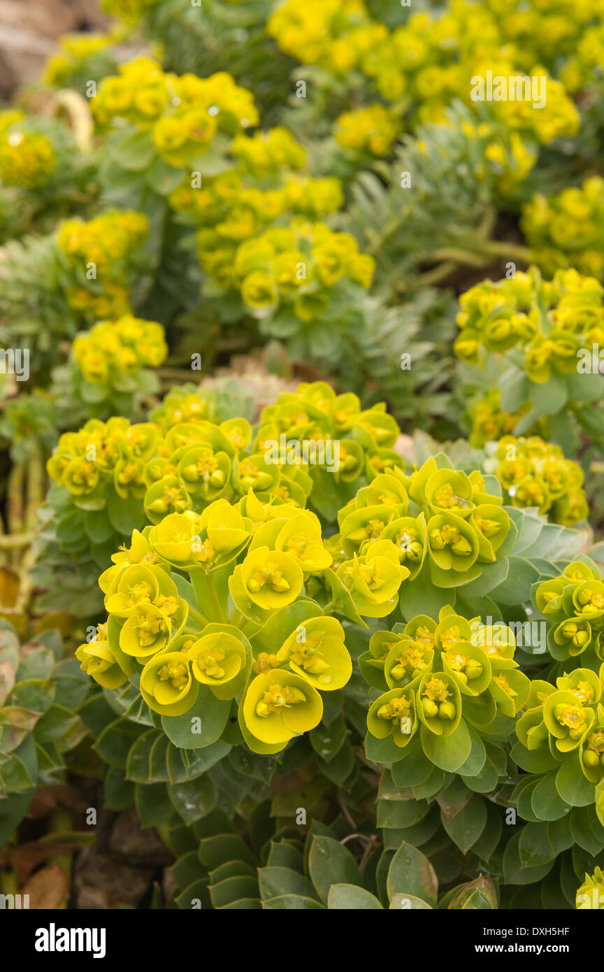 Fiori gialli di Euphorbia myrsinites euforbia mirto pianta con scala di forma triangolare come foglie spiralizza sullo stelo Foto Stock