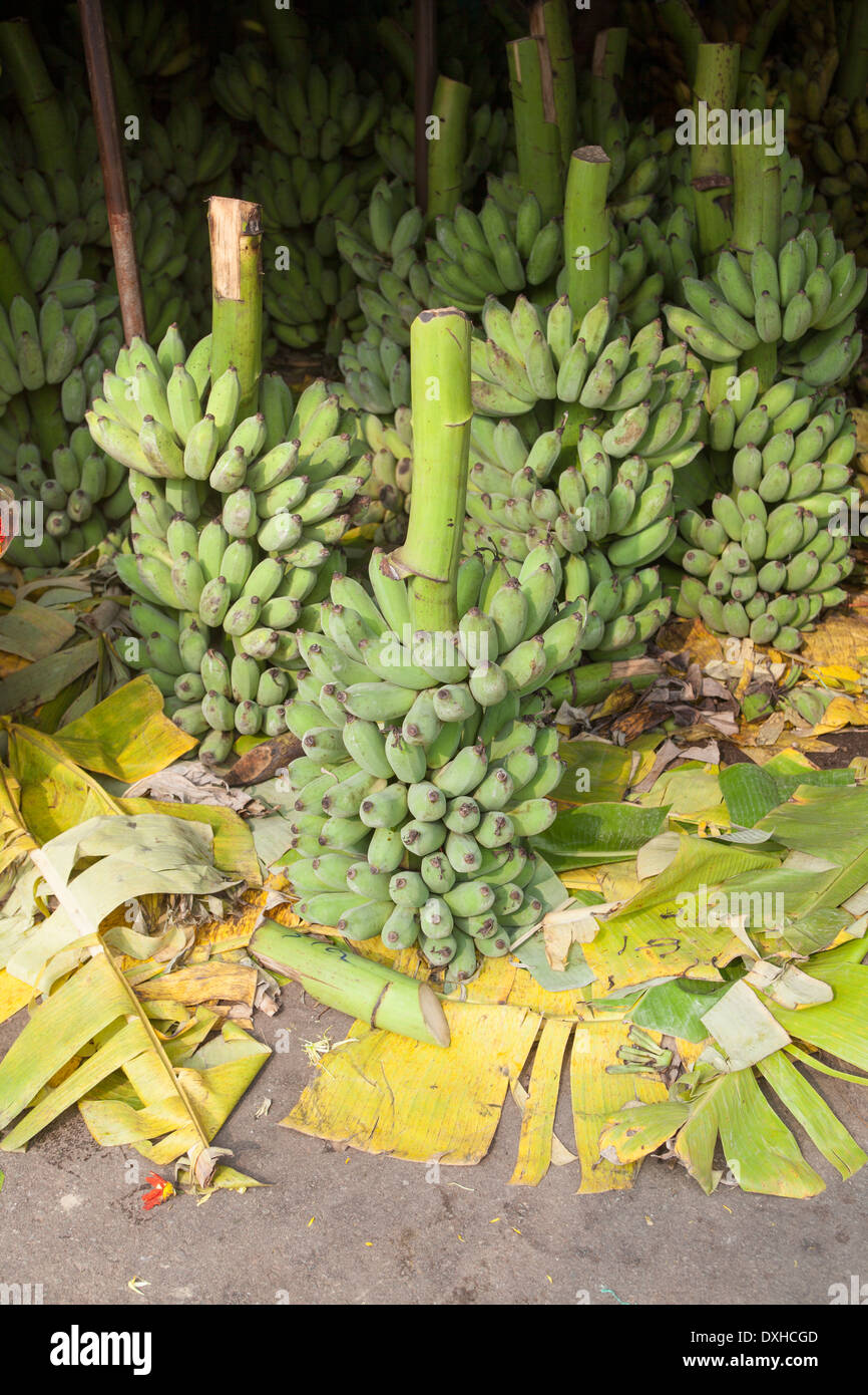 Banane verdi ancora su stocchi di albero di Dong Ba Mercato a tonalità Foto Stock