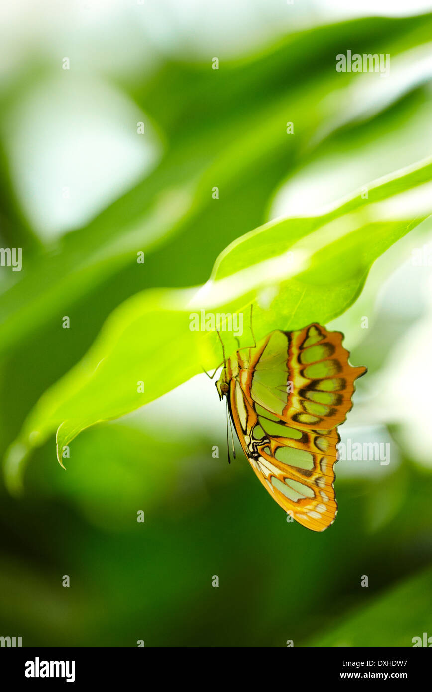 Malachite (Siproeta stelenes) farfalla. Giardino delle farfalle. Hunawihr. Haut Rhin. L'Alsazia. Francia Foto Stock