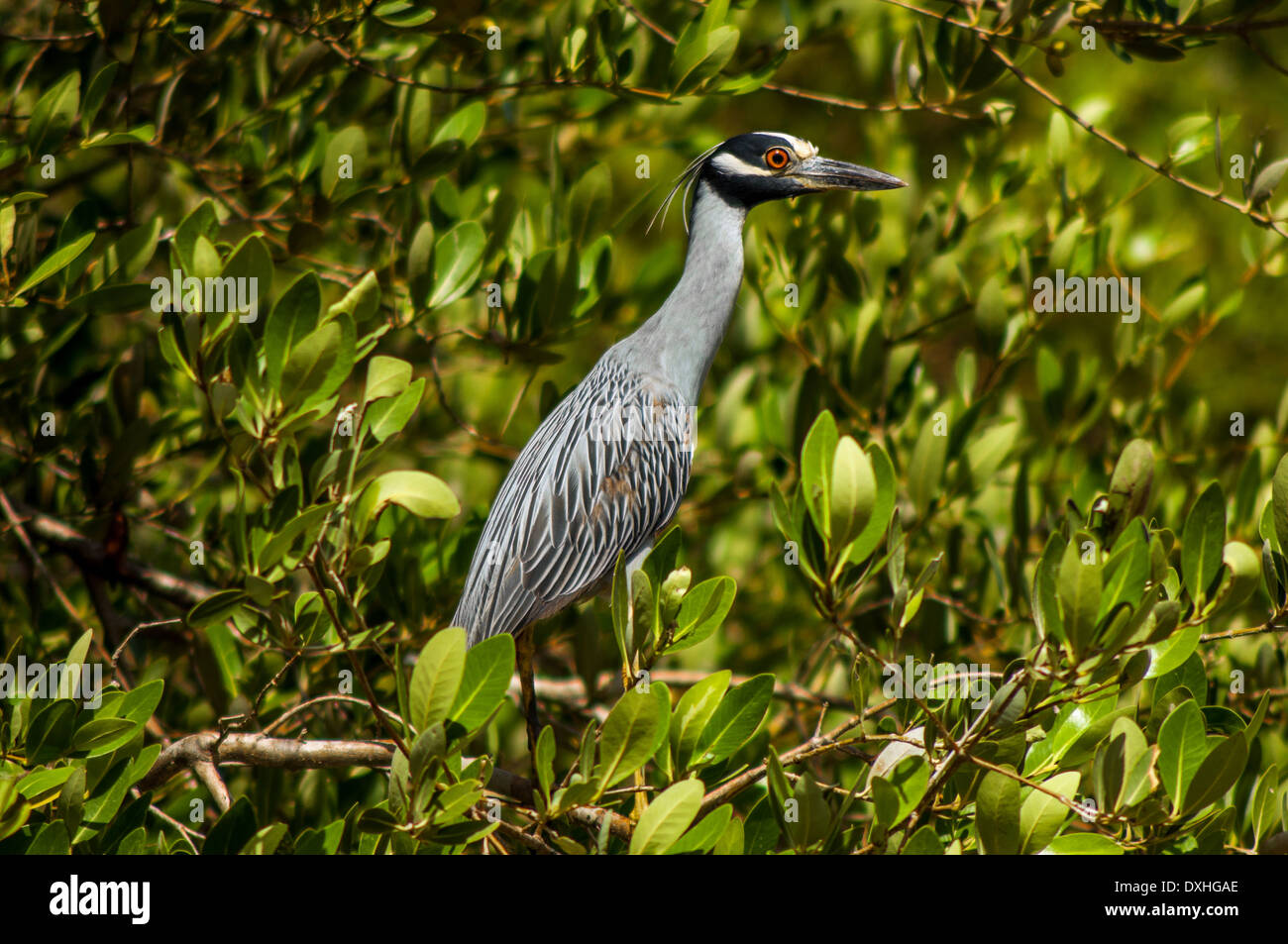Un giallo coronata nitticora in un boschetto di alberi. Foto Stock