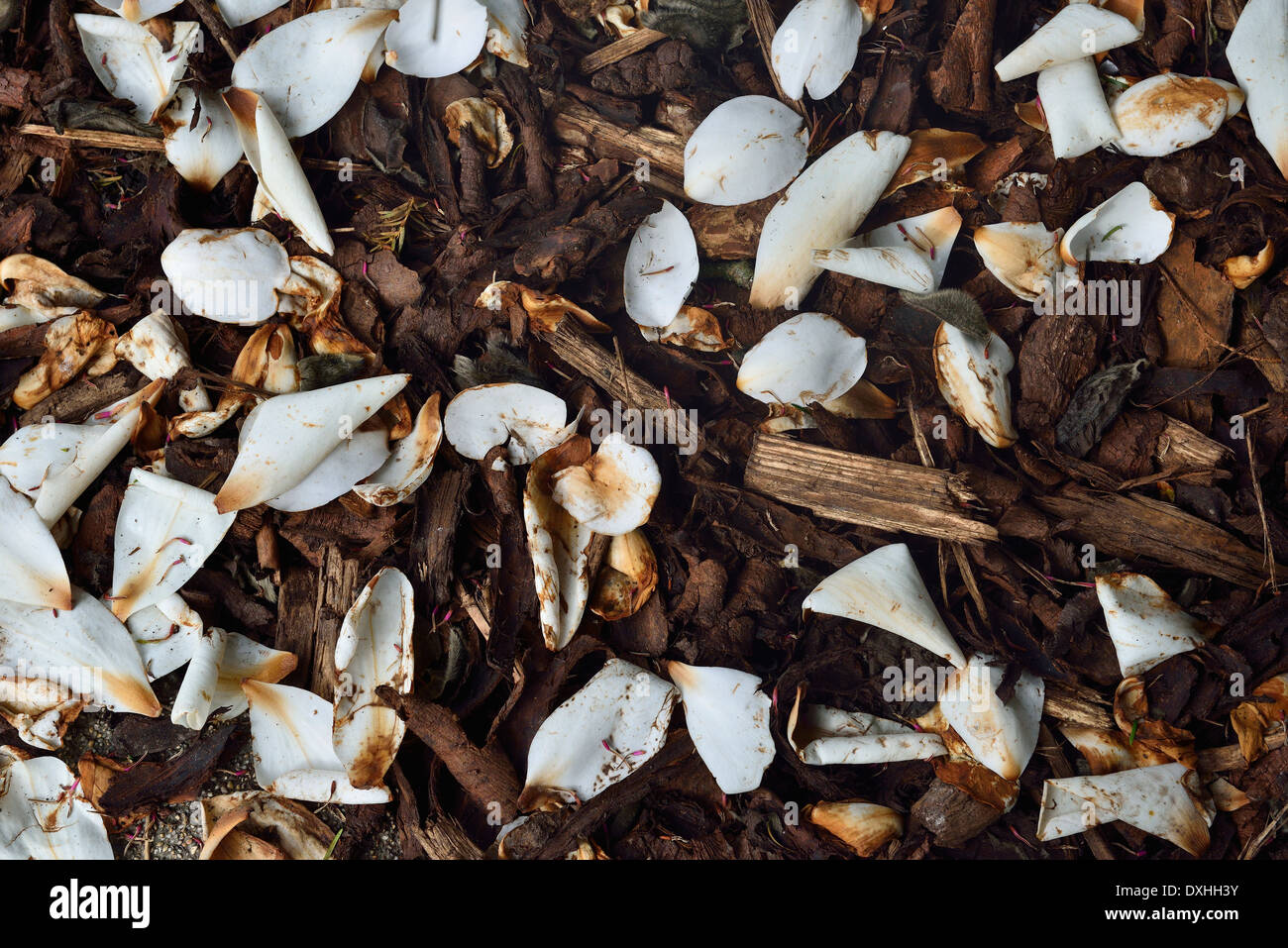 Chip di legno e sono caduti i fiori di magnolia. Foto Stock