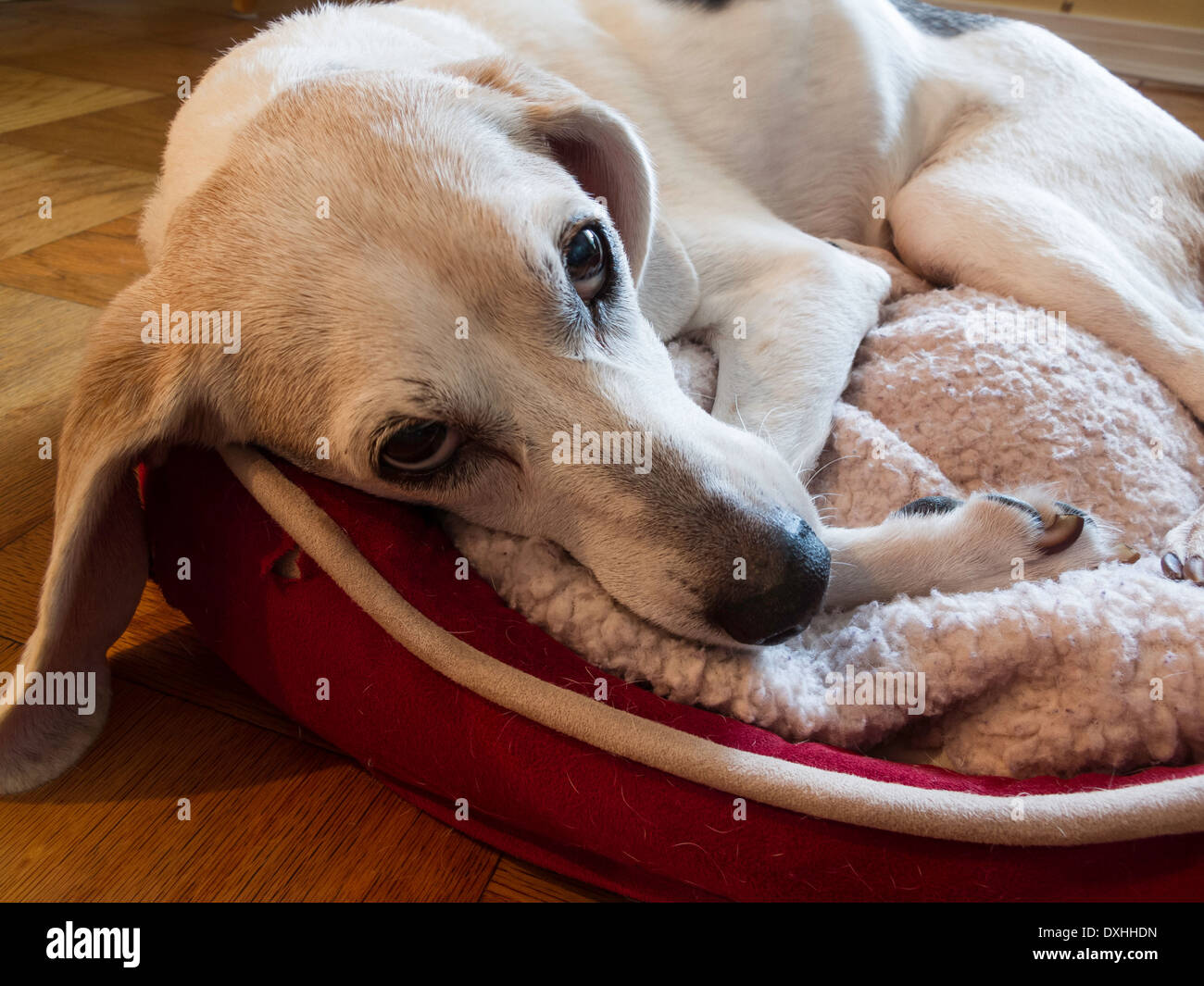Il vecchio cane Beagle si appoggia nel cane, casa residenziale , STATI UNITI Foto Stock