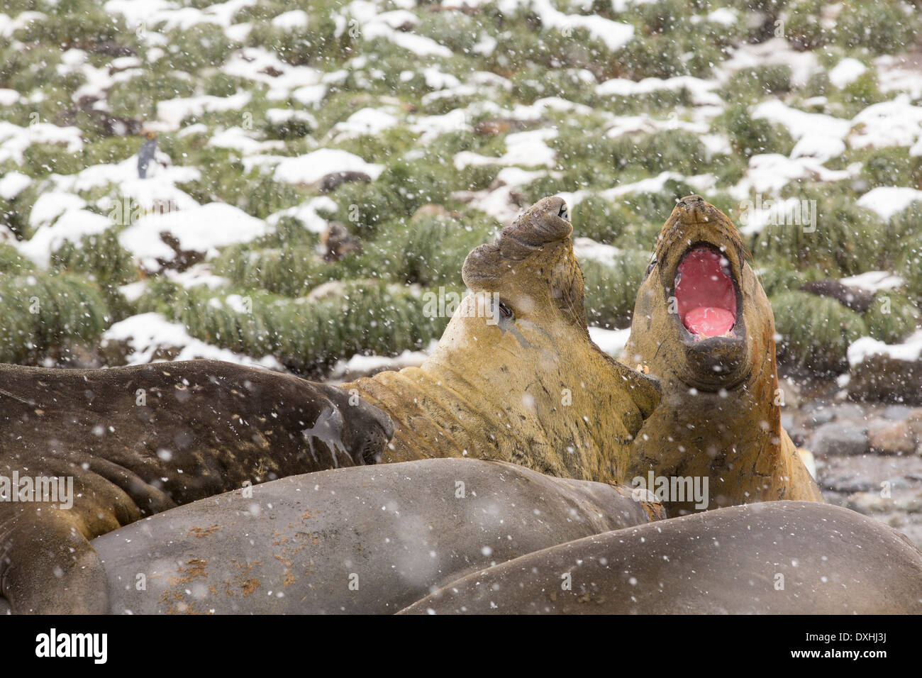 Grandi bull Elefante marino del sud; Mirounga leonina, lotta al Porto di oro, Georgia del Sud, Antartico, Foto Stock