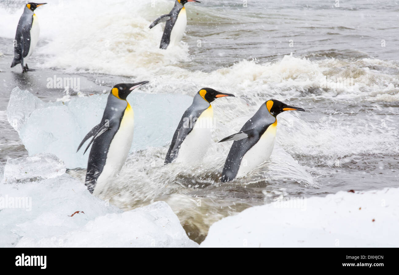 Re pinguini testa fuori per mare su un viaggio di pesca passato ghiaccio a Porto Oro, Georgia del Sud, Oceano Meridionale. Foto Stock
