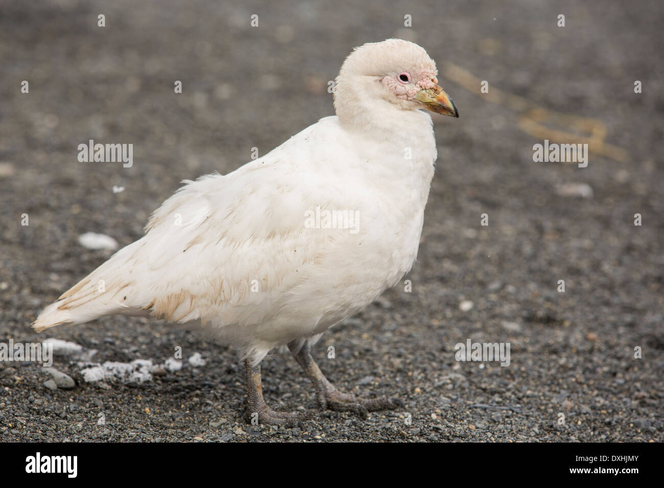 Un Sheathbill nevoso, Chionis albus, in una King colonia di pinguini in oro Harbour, Georgia del Sud. Foto Stock