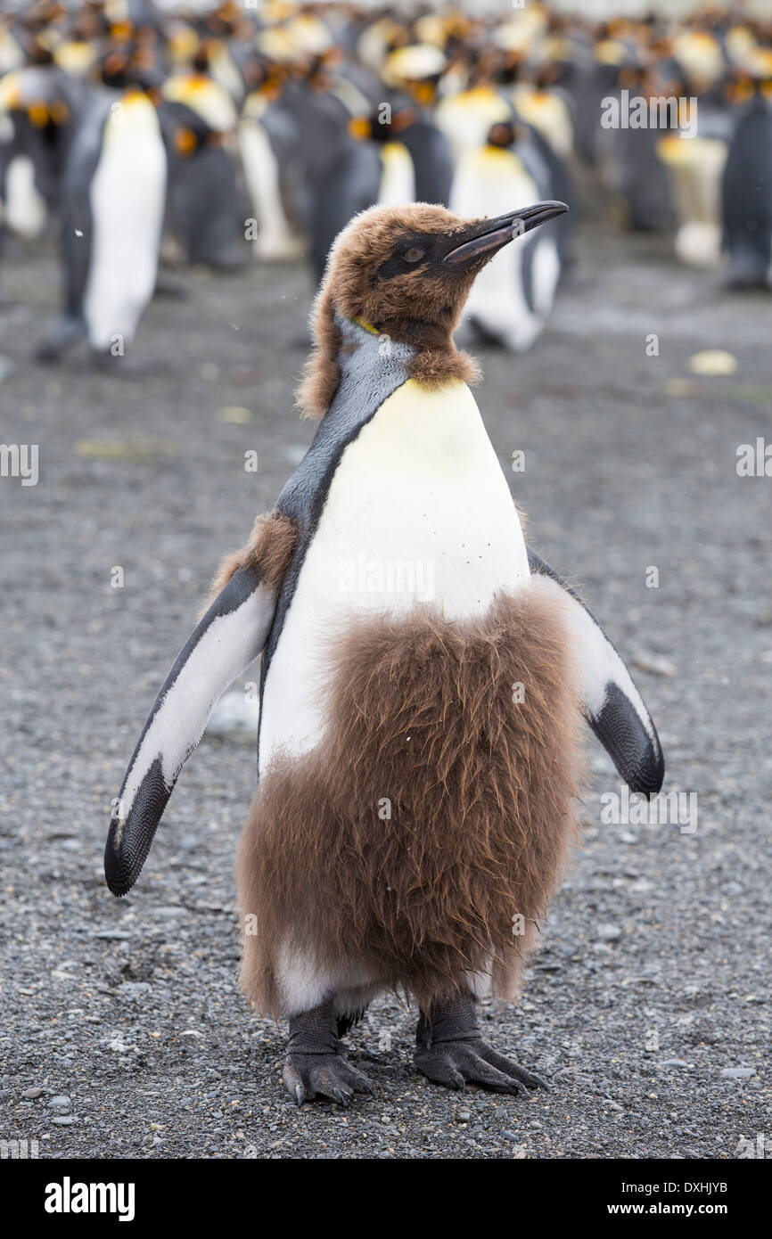 Un giovane re Penguin moulting dal suo bambino giù per adulto piume al porto di oro, Georgia del Sud, Oceano Meridionale. Foto Stock