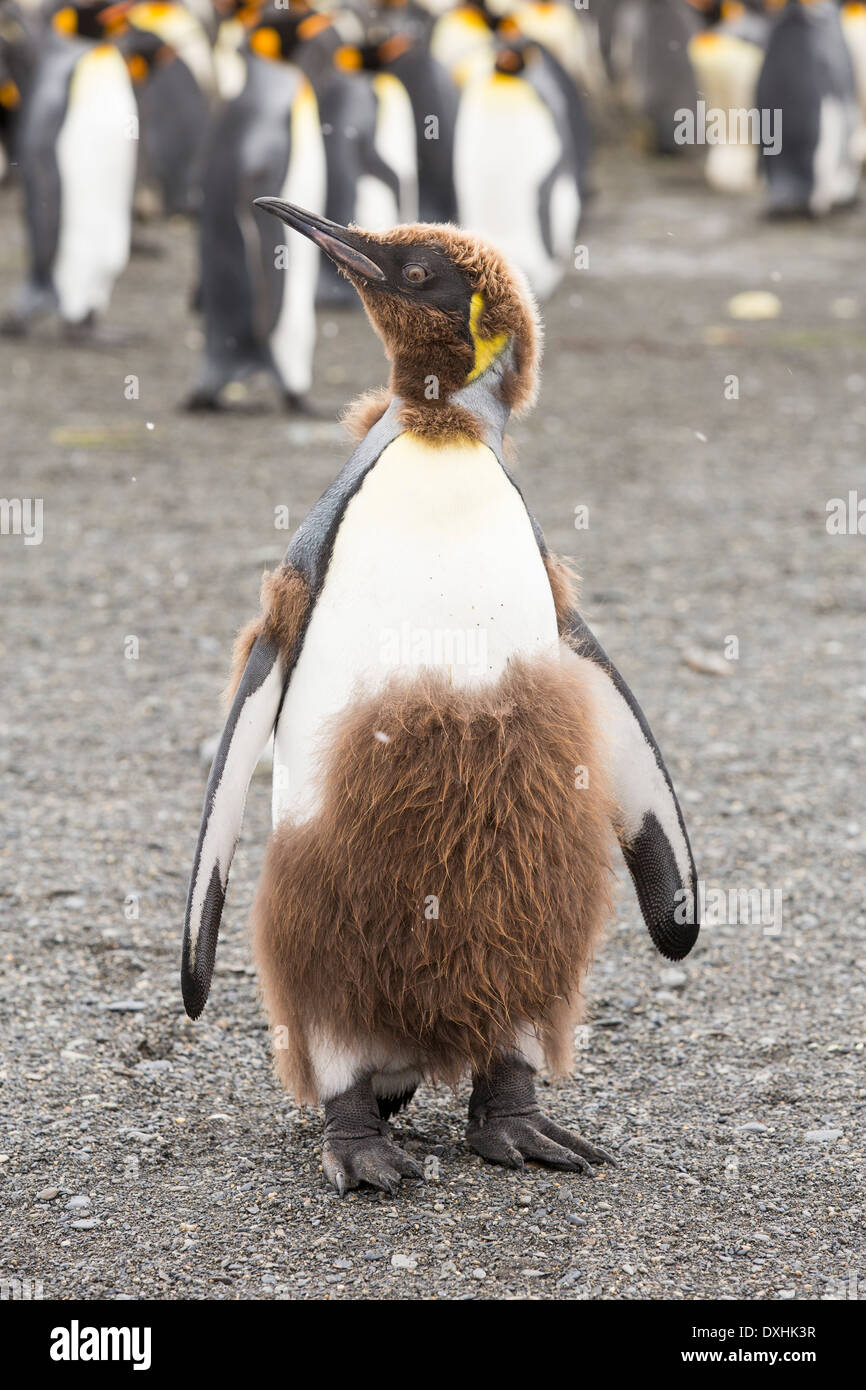 Un giovane re Penguin moulting dal suo bambino giù per adulto piume al porto di oro, Georgia del Sud, Oceano Meridionale. Foto Stock
