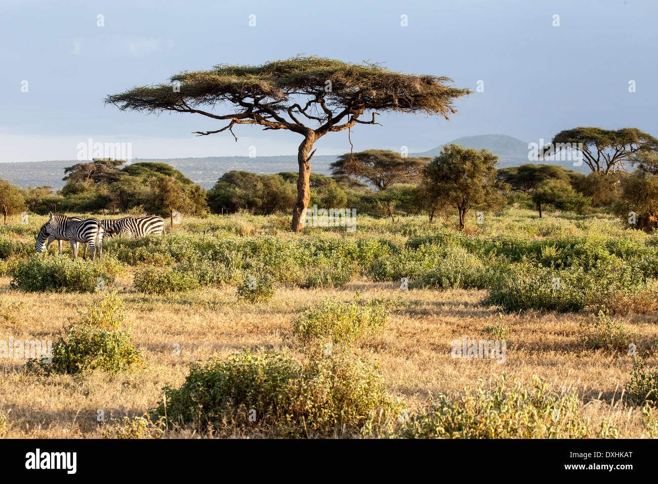 Zebre pascolano sotto Acacia Africa Wildlife Foto Stock