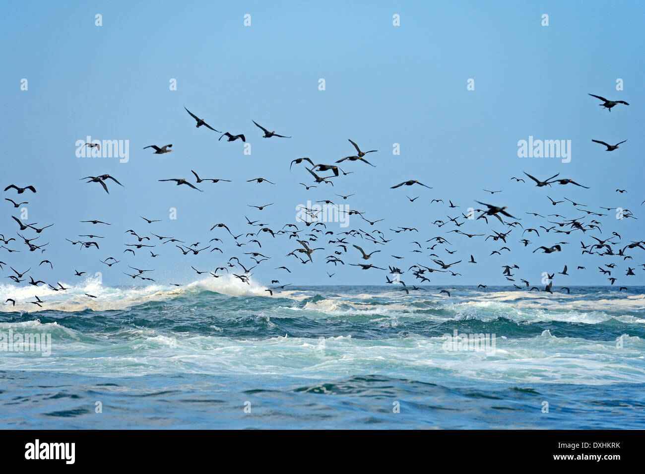 Capo i cormorani o Cape Shags (Phalacrocorax capensis), Guarnizione Isola, Western Cape, Sud Africa e Africa Foto Stock