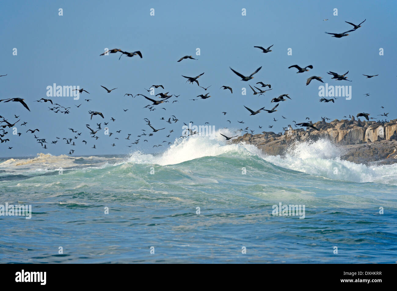 Capo i cormorani o Cape Shags (Phalacrocorax capensis), Guarnizione Isola, Western Cape, Sud Africa e Africa Foto Stock