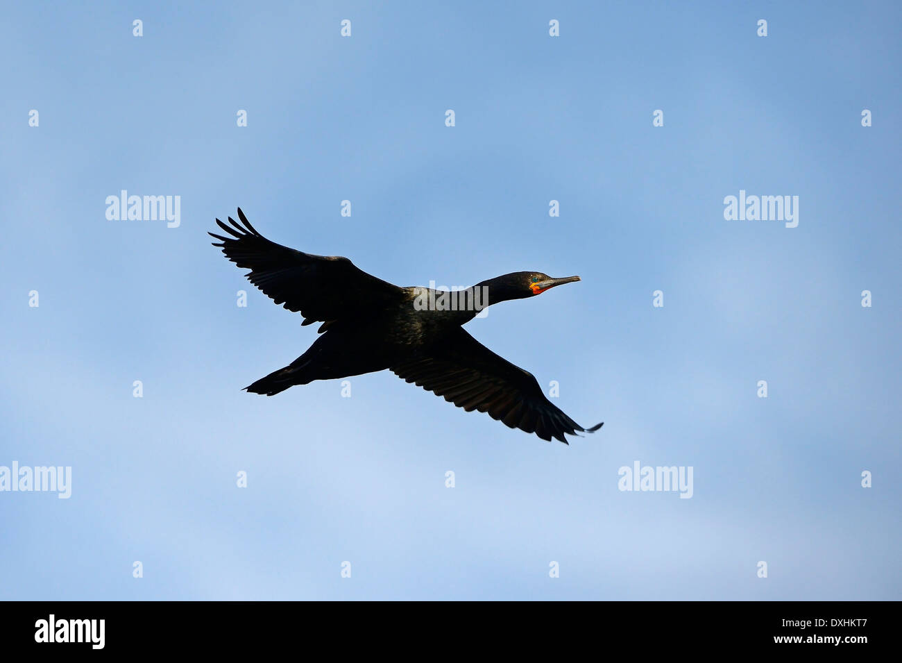 Cape cormorano o Cape Shag (Phalacrocorax capensis), in volo, Guarnizione Isola, Western Cape, Sud Africa e Africa Foto Stock