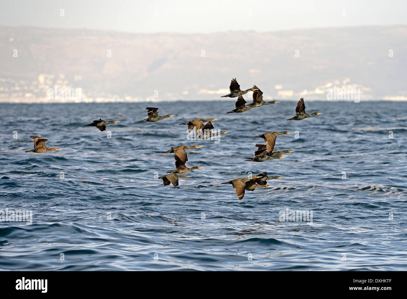 Cape cormorano o Cape Shag (Phalacrocorax capensis), Guarnizione Isola, Western Cape, Sud Africa e Africa Foto Stock