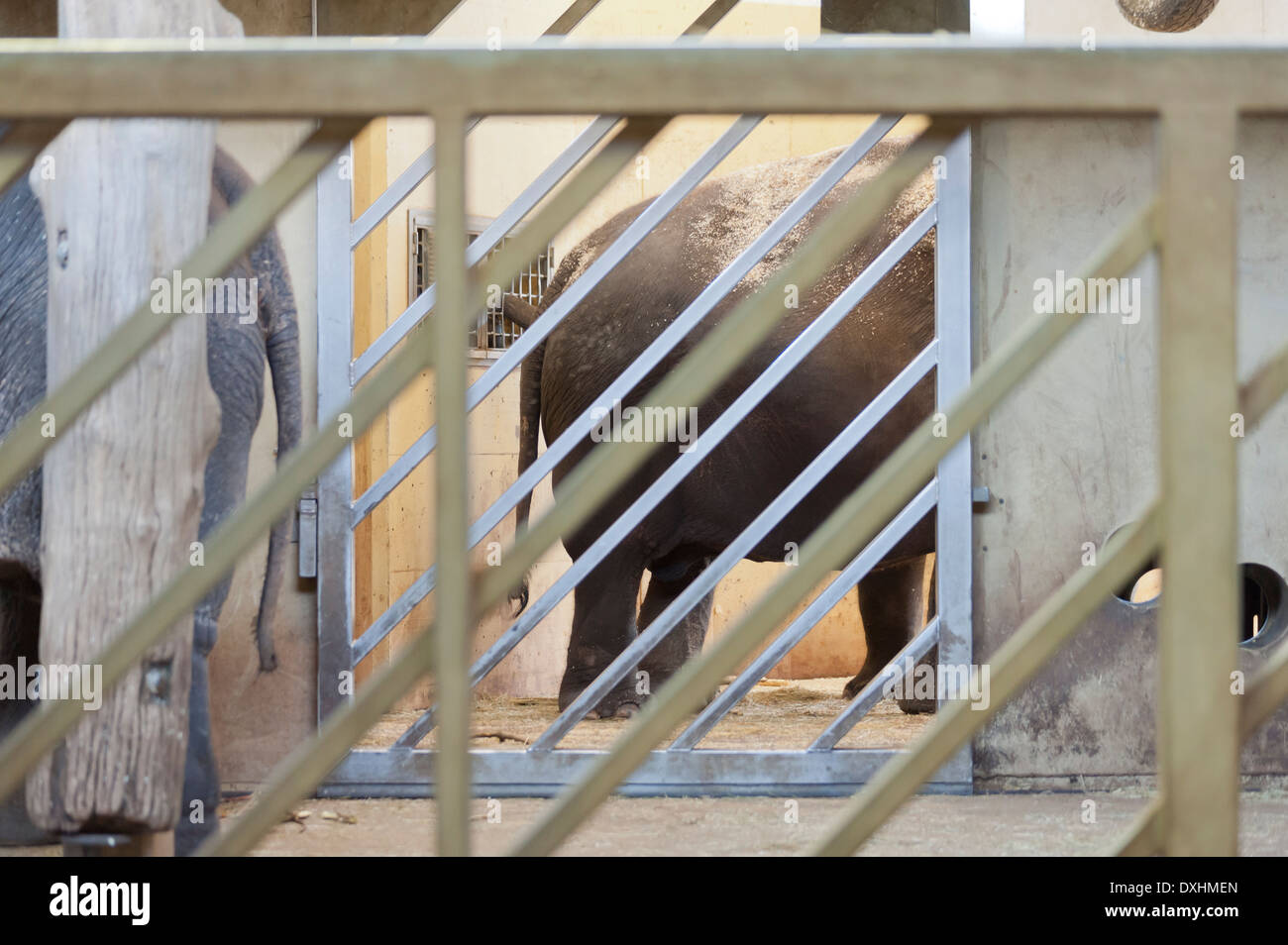 Zoo elephant catturato nella sua gabbia di ferro Foto Stock