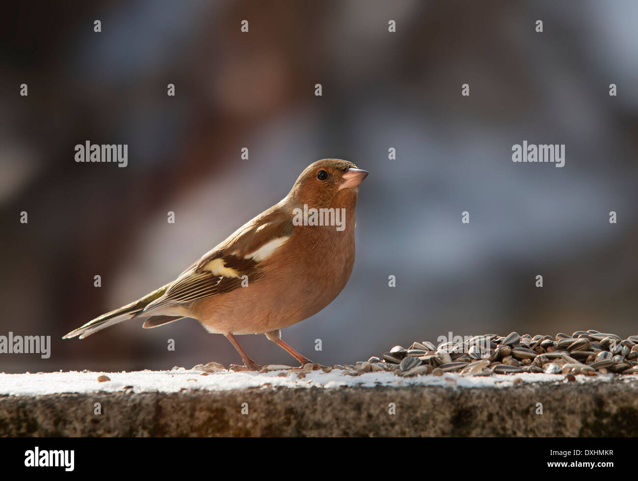 Bird (maschio finch) essendo alimentati durante l'inverno. Foto Stock