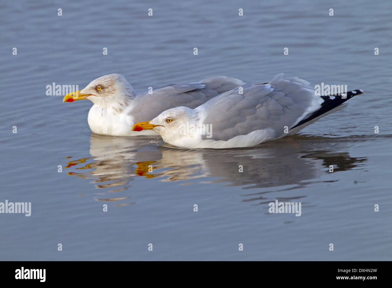 Gabbiani di aringa Larus argentatus che si nuce in un mare accidentato sulla costa norfolk Foto Stock