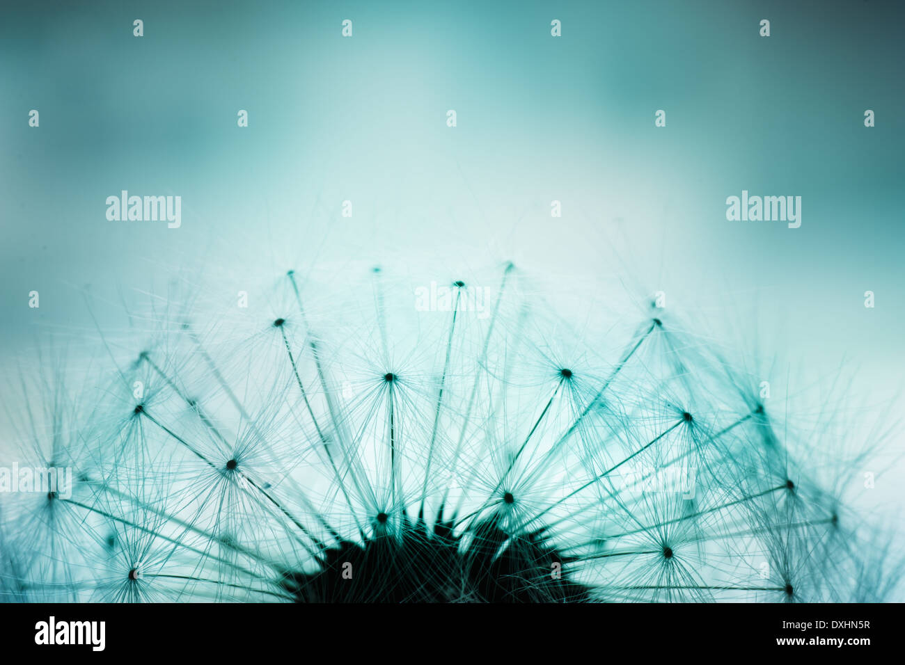 Ripresa macro di fiori di dente di leone Foto Stock